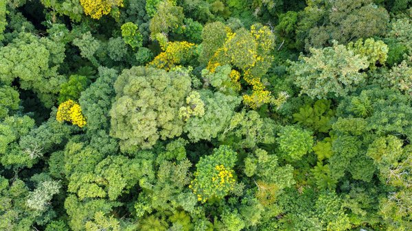 Coloriage reine des neiges à imprimer : activités ludiques pour enfants